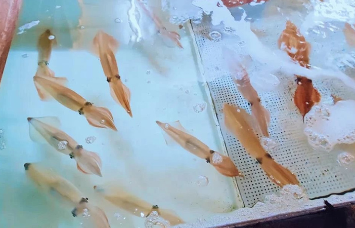 画像：